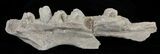 Mosasaur (Platecarpus) Jaw Section - Kansas #61436-1